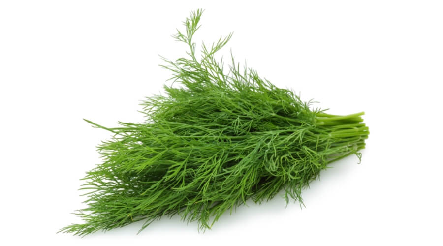 dill