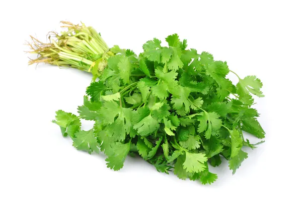 green-coriander